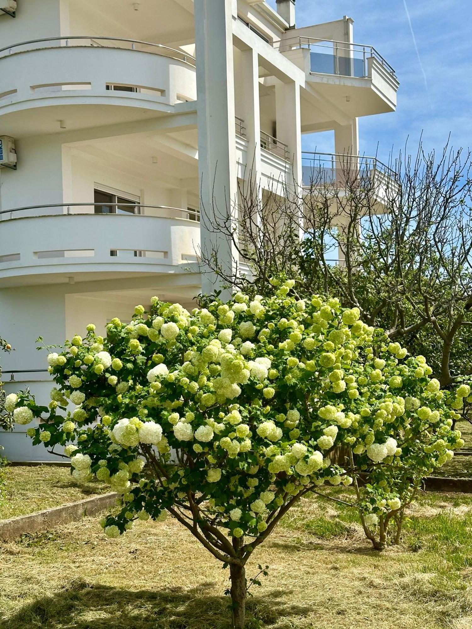 Green Paradise Appartement Ulcinj Buitenkant foto