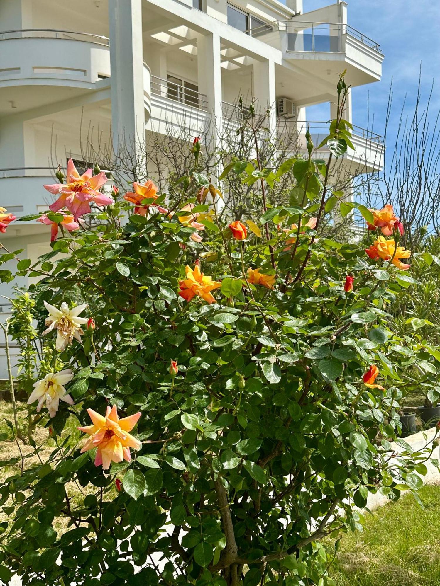 Green Paradise Appartement Ulcinj Buitenkant foto